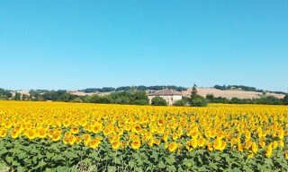 Terrain  1100 m² à vendre à Puycasquier (32120)
