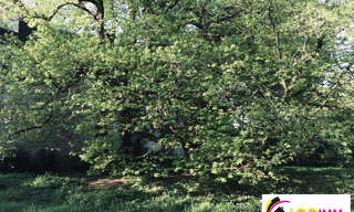 Terrain  818 m² à vendre à Ballan-Miré (37510)