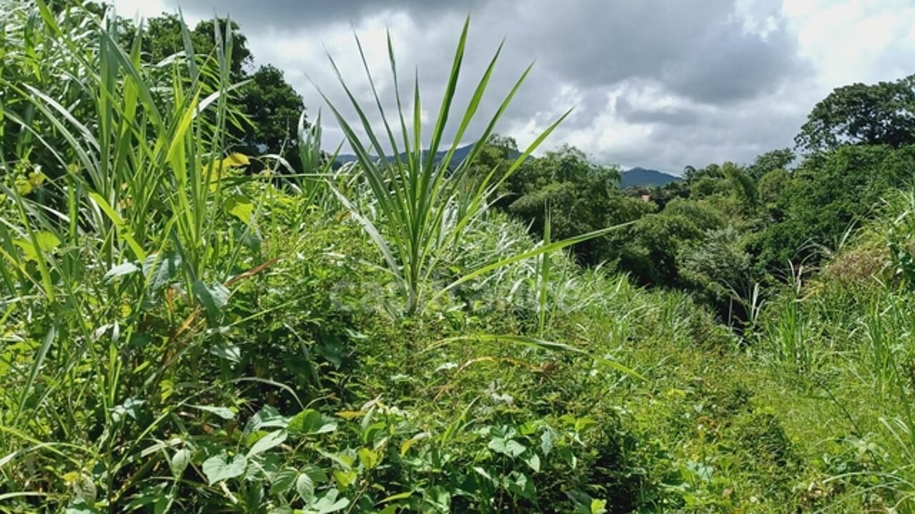 terrain  pièces 5303 m2 à vendre à Gros-Morne (97213)