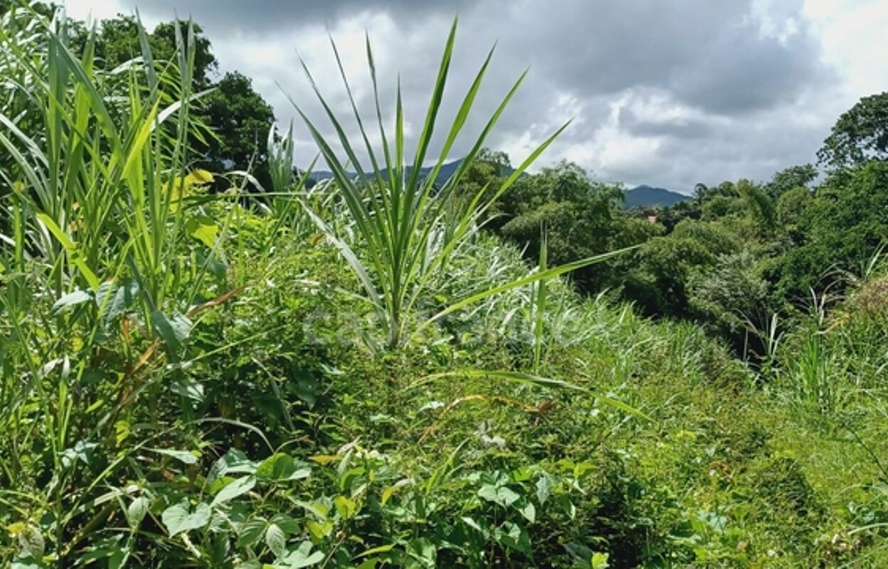 terrain  pièces 5303 m2 à vendre à Gros-Morne (97213)