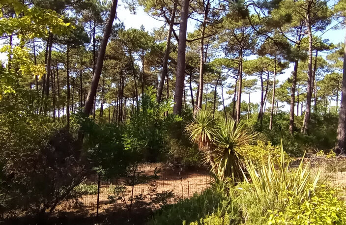Maison en lisière de forêt à Claouey — photo 5