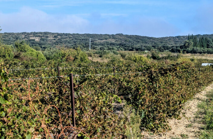 3753m2 de vigne... — photo 2
