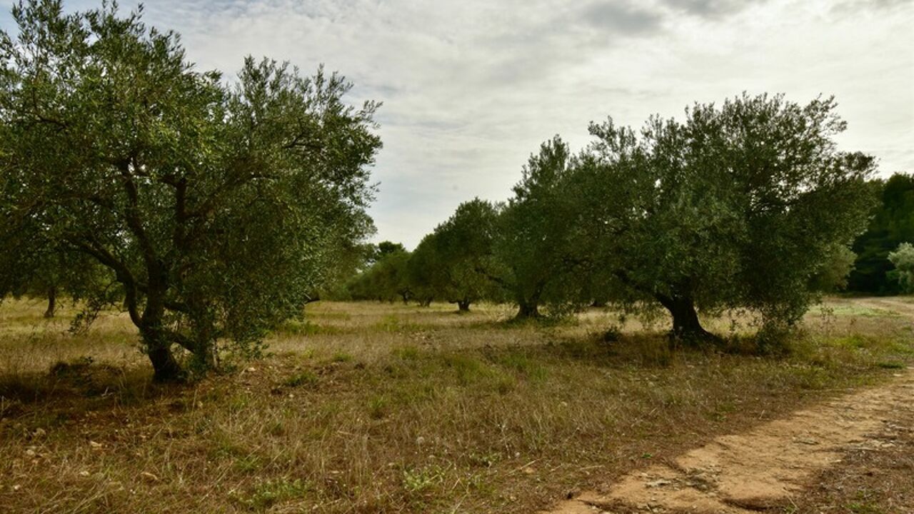 terrain  pièces 6698 m2 à vendre à Fontvieille (13990)