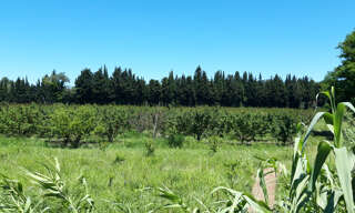 Maison 10 Pièces 250 m² à vendre à Vallabrègues (30300)