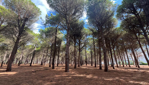 Appartement 1 pièces  à louer Barcarès (Le) 66420