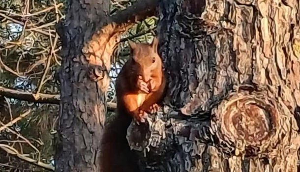 Villa / Maison 3 pièces  à louer Barcarès (Le) 66420