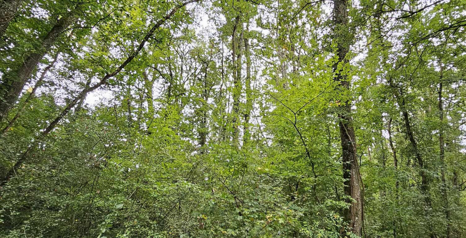 Terrain à 5min de PONT-SUR-YONNE — photo 1