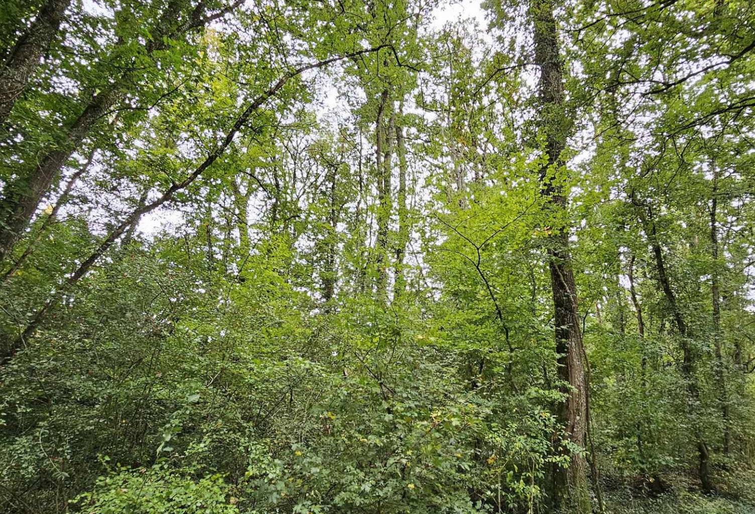 Terrain à 30min de MONTEREAU-FAULT-YONNE — photo 1