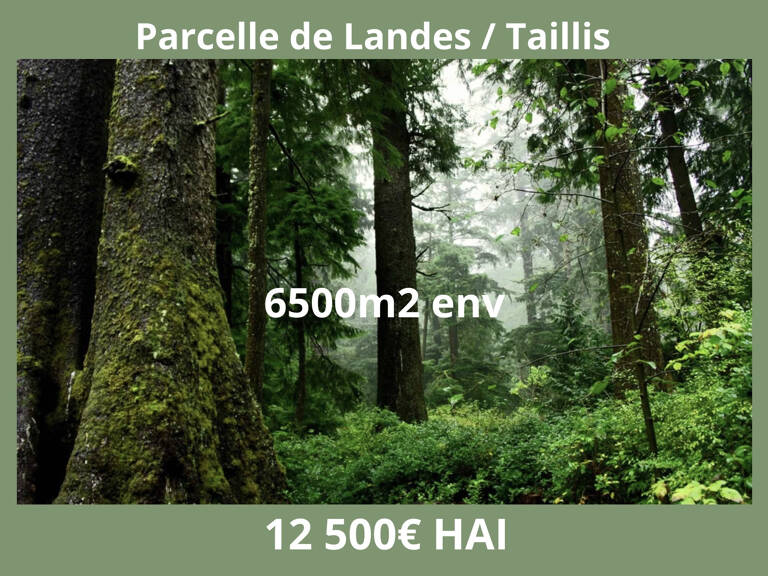 Parcelle de Landes  — photo 1