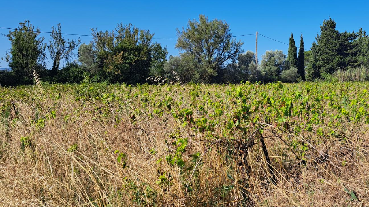 terrain  pièces 1578 m2 à vendre à Sarrians (84260)