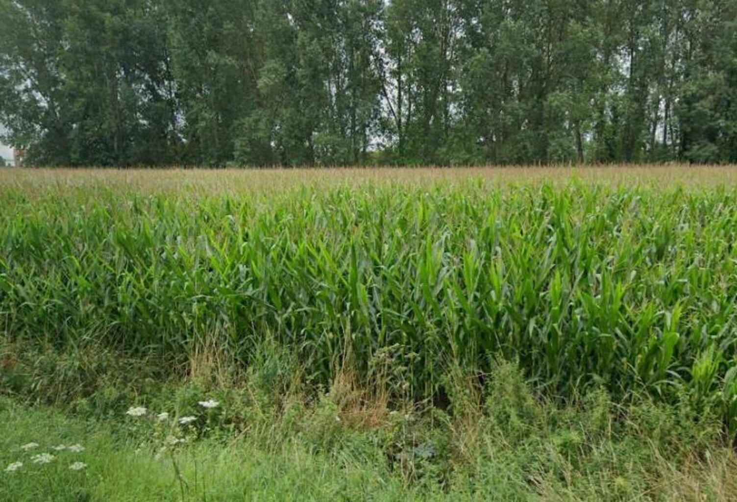 Terrain à bâtir — photo 1