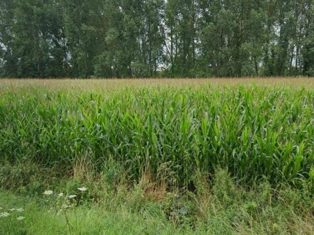 Terrain à bâtir — photo du bien
