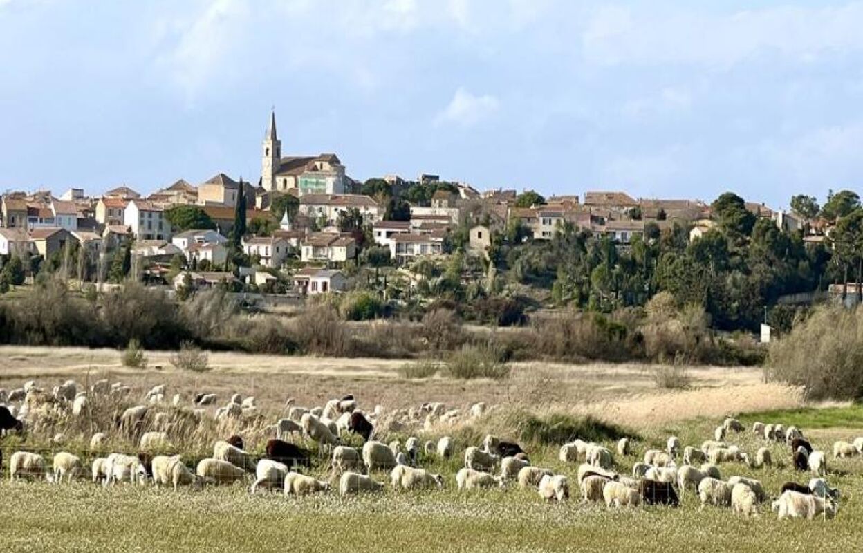 terrain  pièces 730 m2 à vendre à Ouveillan (11590)