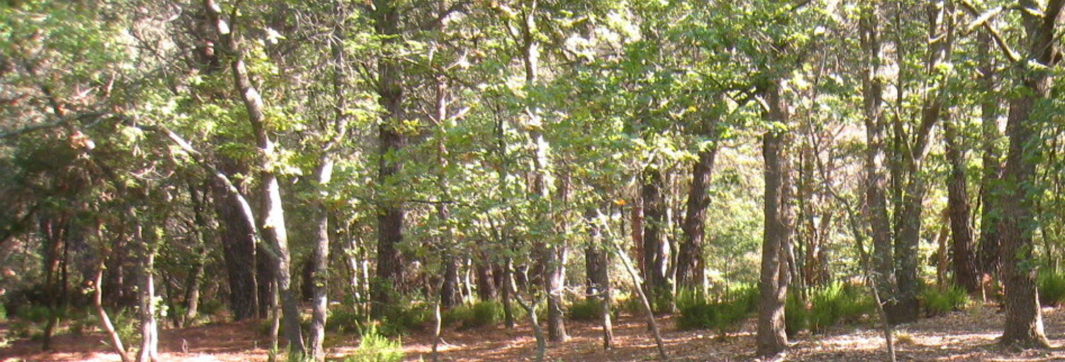 Terrain  5000 m² à vendre à Argelès-sur-Mer (66700)