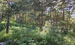 Photo N° 6