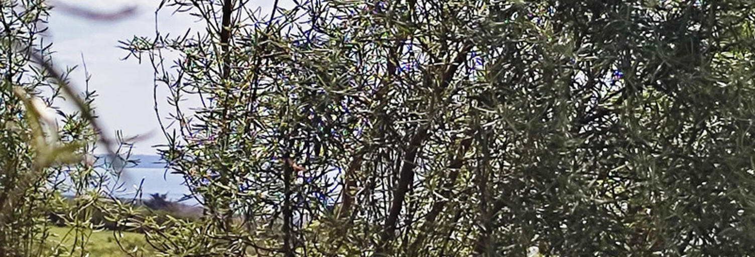 Terrain  831 m² à vendre à Telgruc-sur-Mer (29560)