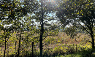 Photo N° 5