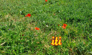 Terrain  435 m² à vendre à Grosbreuil (85440)