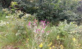 Photo N° 2