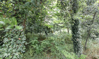 Photo N° 4