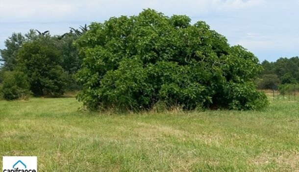 Terrain  à vendre Dolus-d'Oléron 17550