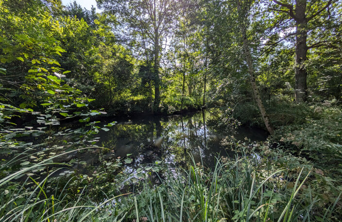 Terrain avec étang — photo 2