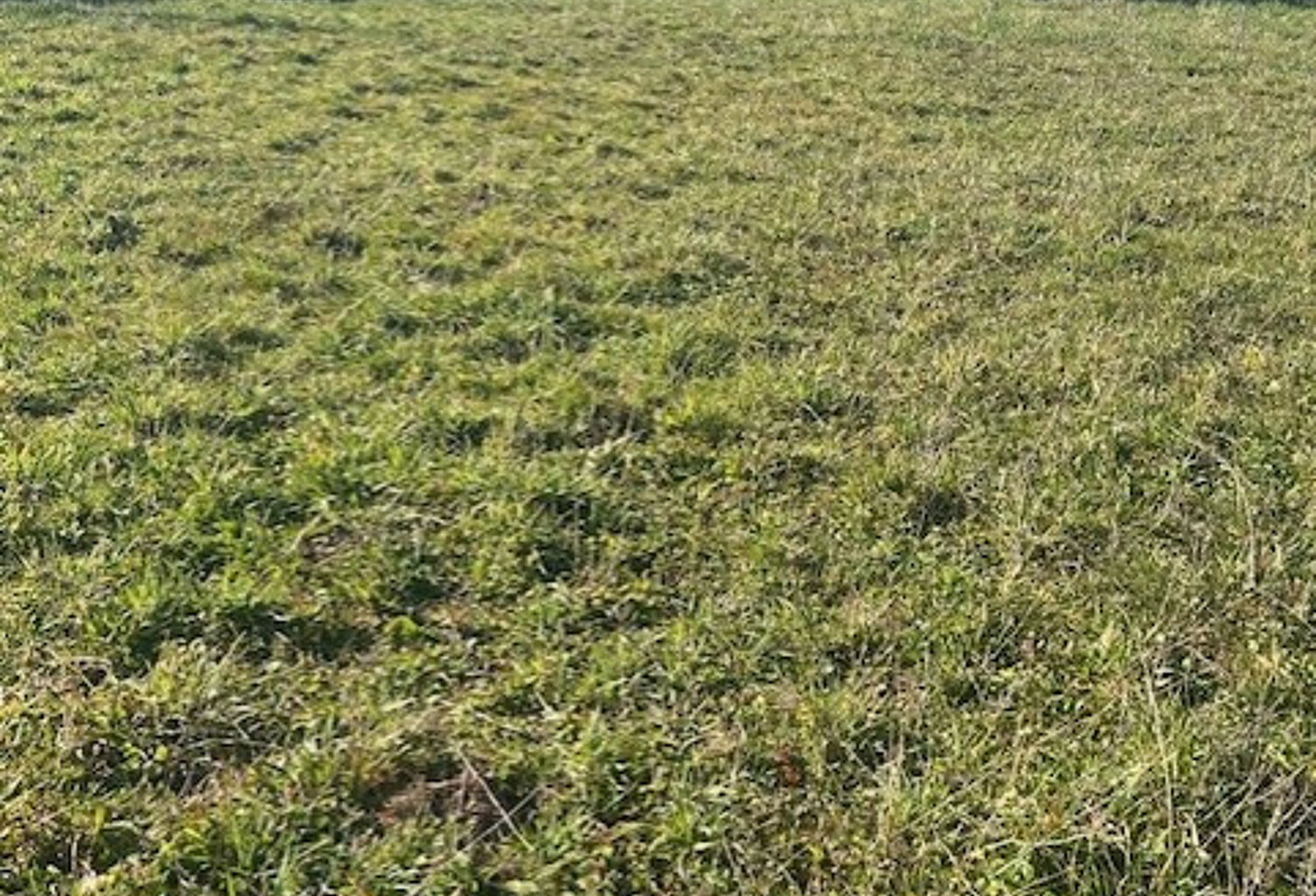 Rare, TERRAIN à bâtir à Beaupuy — photo 1