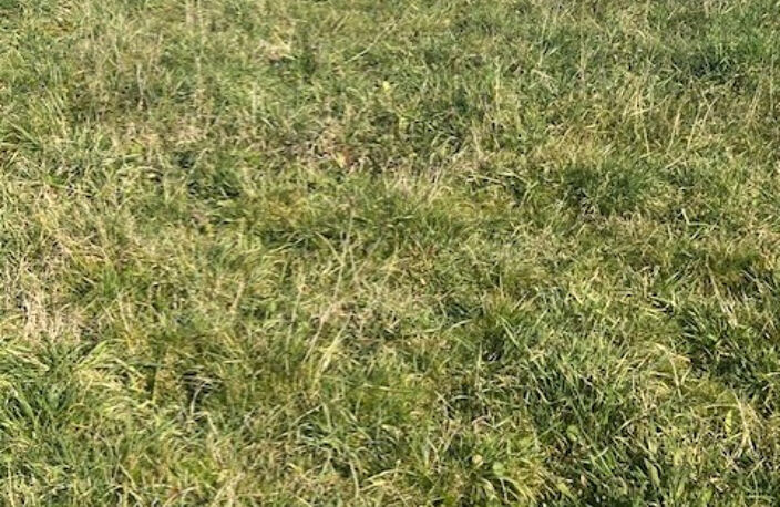Rare, TERRAIN à bâtir à Beaupuy — photo 2