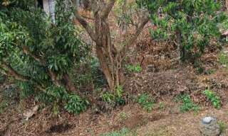 Terrain  291 m² à vendre à Les Trois-Bassins (97426)