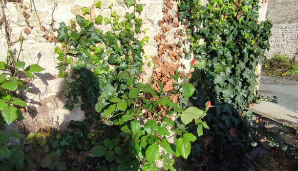 Villa / Maison 1 pièces  à vendre Thairé 17290