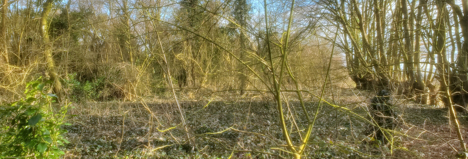 Terrain  6416 m² à vendre à Villers-Cotterêts (02600)