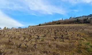 Terrain  8000 m² à vendre à Albi (81000)