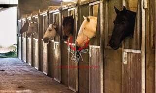 Maison   m² à vendre à Fleurance (32500)