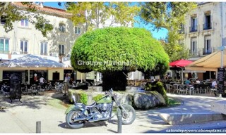 Commerce 1 Pièce 19 m² à louer à Salon-de-Provence (13300)