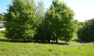Photo N° 4