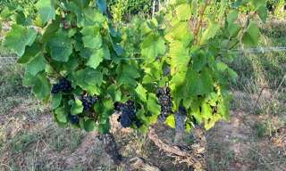 Maison  8867 m² à vendre à Juliénas (69840)