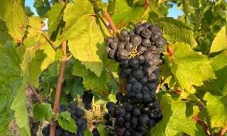 Maison  3924 m² à vendre à Juliénas (69840)