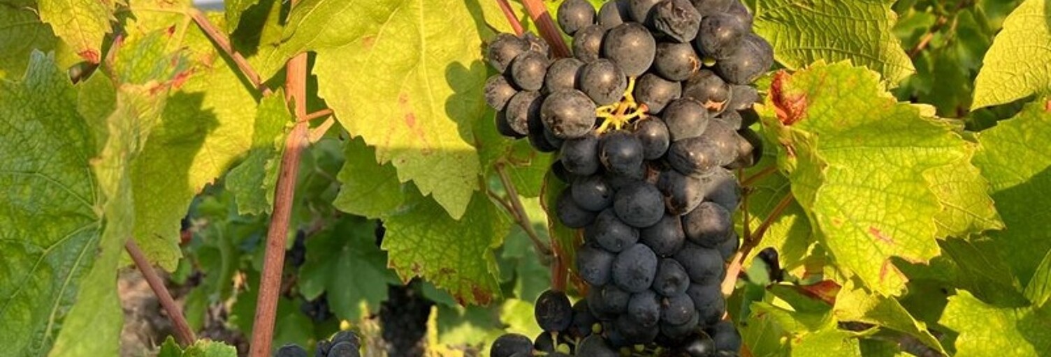 Maison  3924 m² à vendre à Juliénas (69840)