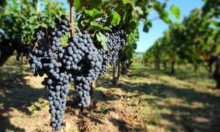 property.type.service  19376 m² à vendre à Pomerol (33500)