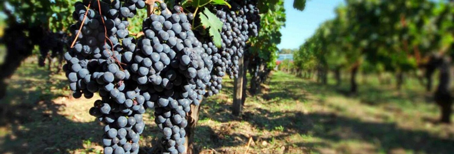 property.type.service  19376 m² à vendre à Pomerol (33500)