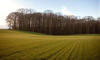 Terrain  2973 m² à vendre à Graulhet (81300)