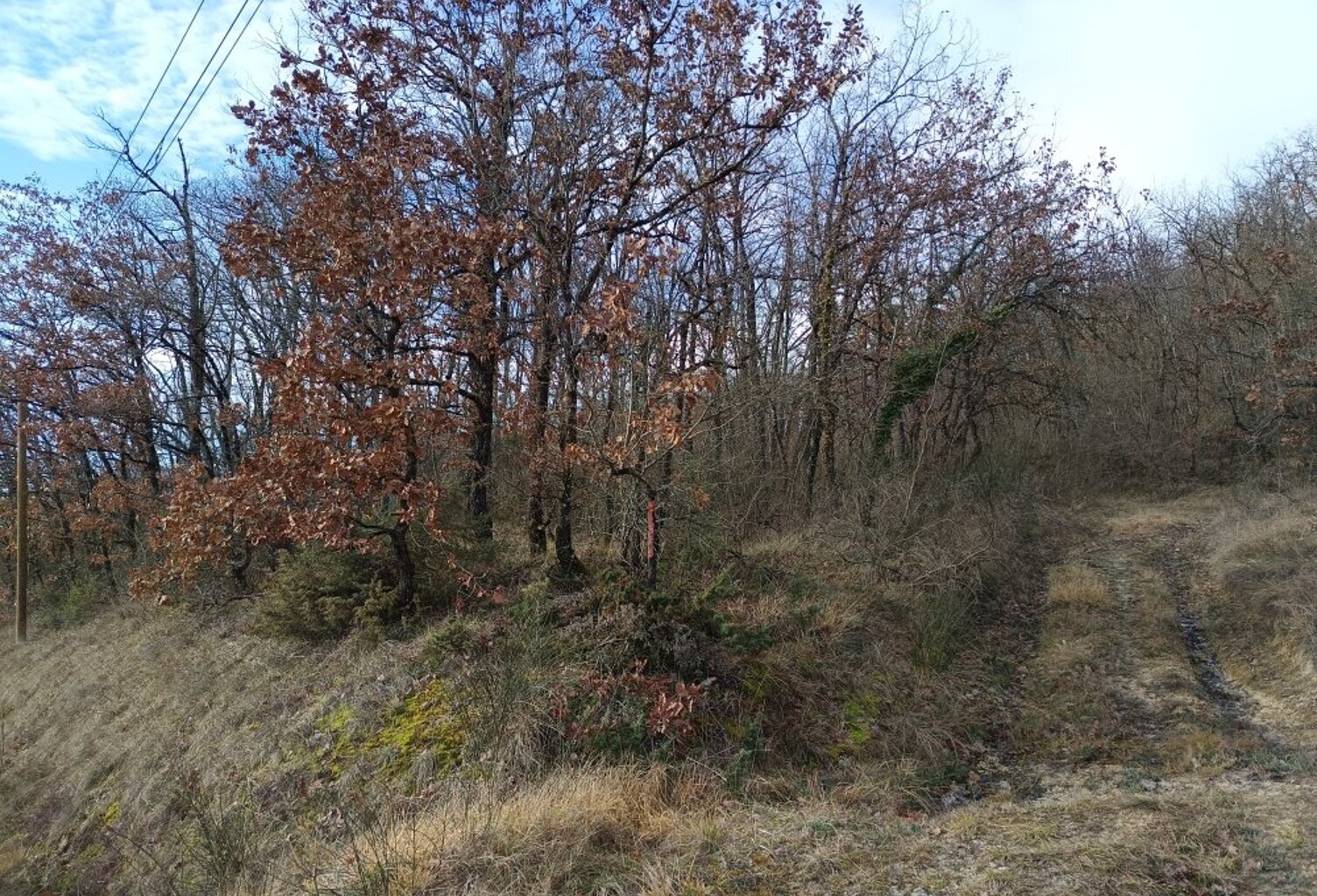 Terrain boisé  forêt — photo 1