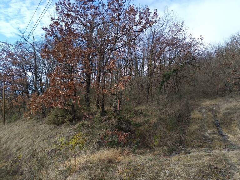 Terrain boisé  forêt — photo 1