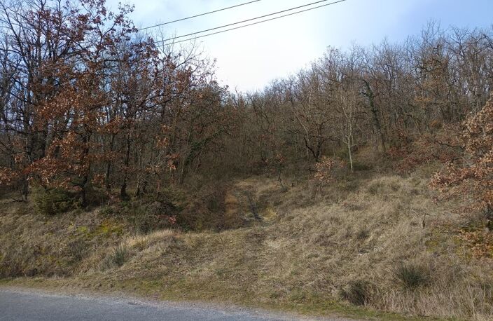Terrain boisé  forêt — photo 2