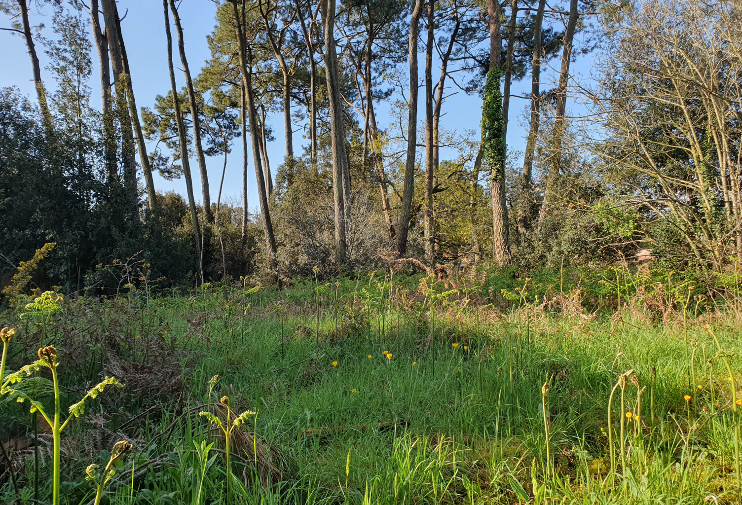 Grand terrain à bâtir au coeur de la forêt de Jard Sur Mer — photo 1