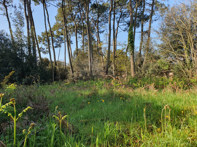 Grand terrain à bâtir au coeur de la forêt de Jard Sur Mer — photo 1
