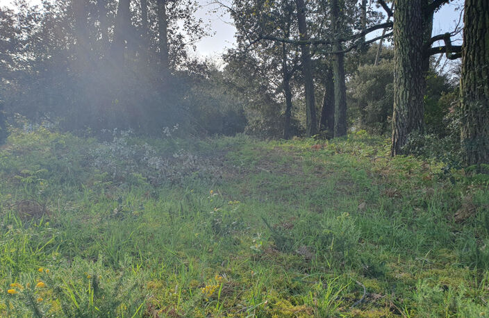 Grand terrain à bâtir au coeur de la forêt de Jard Sur Mer — photo 4
