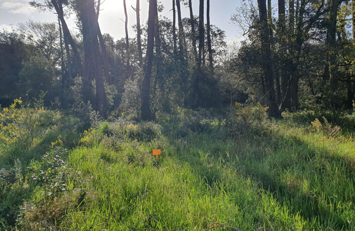 Grand terrain à bâtir au coeur de la forêt de Jard Sur Mer — photo 5