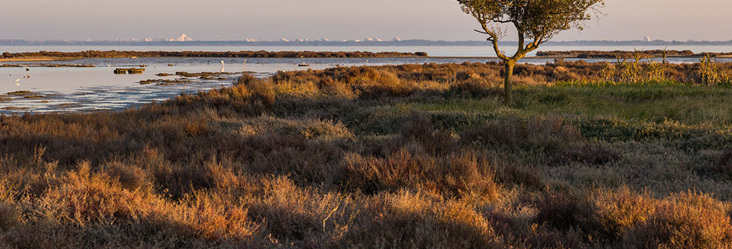 Local industriel  500 m² à vendre à Pérols (34470)