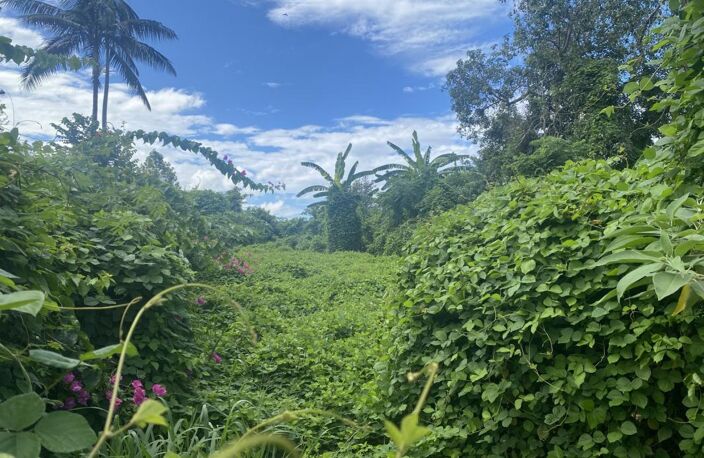 Terrain à bâtir Le Tampon — photo 3